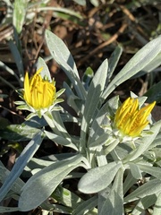 Gazania rigens