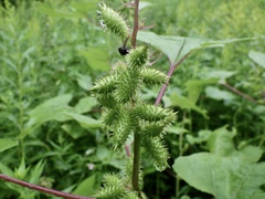 Xanthium strumarium canadense