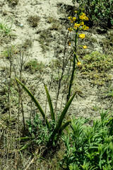 Eulophia speciosa