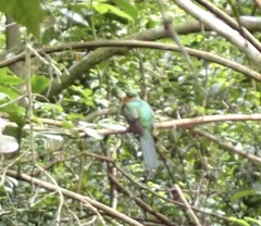 Apaloderma narina