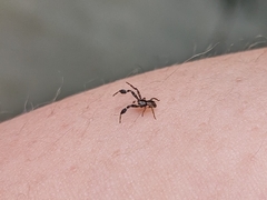 Stephanopis barbipes