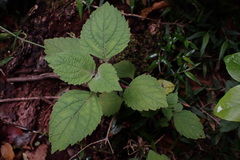 Plectranthus fruticosus
