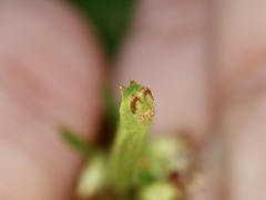 Chlorissa obliterata