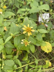 Wollastonia biflora