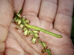 Chlorissa obliterata