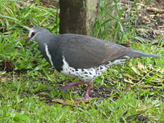 Leucosarcia melanoleuca