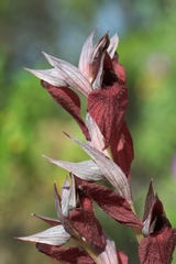 Serapias cordigera