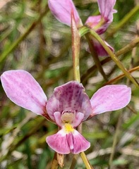 Diuris punctata