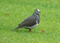 Leucosarcia melanoleuca