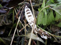 Beauveria bassiana