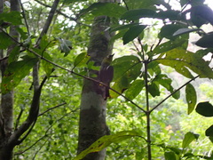 Zosterops virens capensis