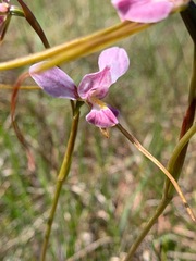 Diuris punctata