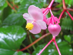 Begonia grandis