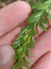 Tmesipteris tannensis