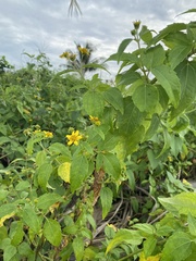 Wollastonia biflora