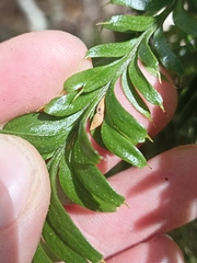 Tmesipteris tannensis