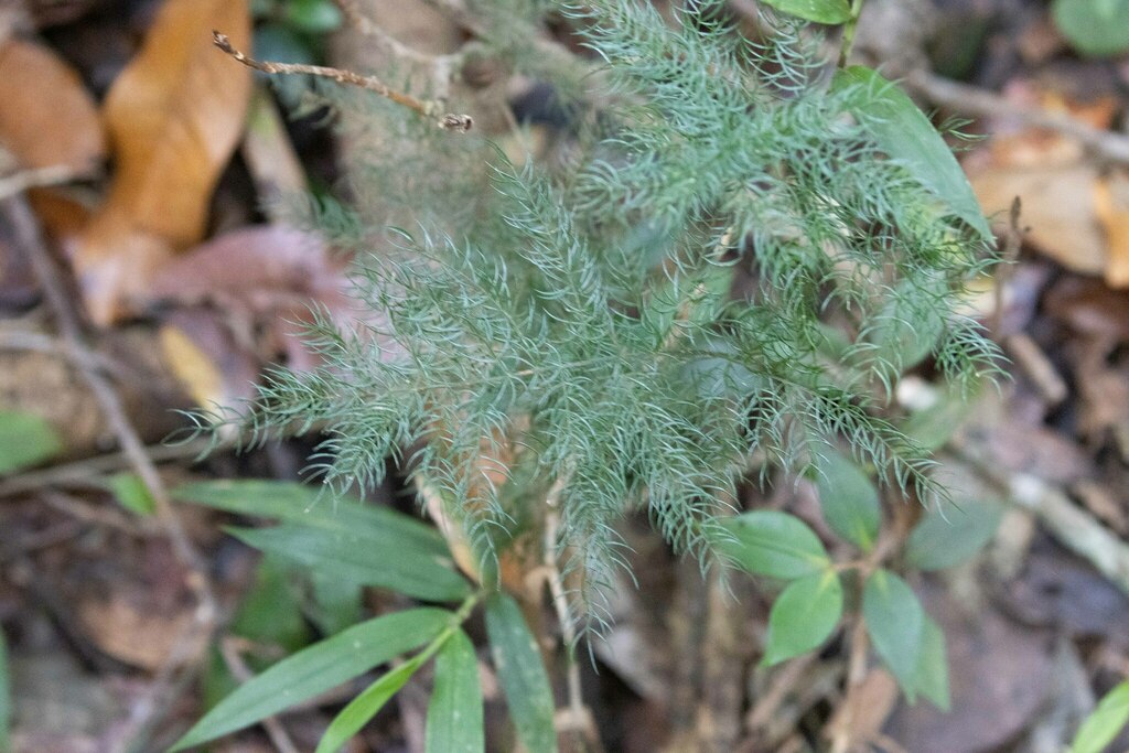 Asparagus simulans; photograph (c) avocat, some rights reserved (CC BY)
