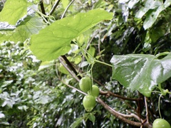 Zehneria japonica