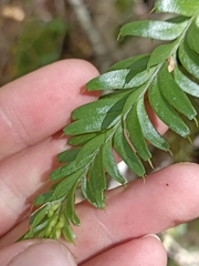 Tmesipteris tannensis