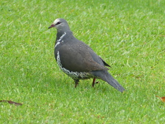 Leucosarcia melanoleuca