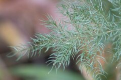 (c) avocat, some rights reserved (CC BY) Asparagus simulans, photograph (c) avocat, some rights reserved (CC BY)