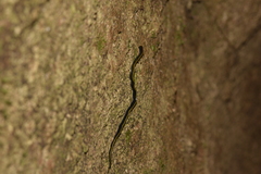 Caenoplana bicolor