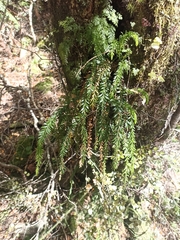 Tmesipteris tannensis