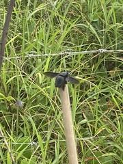 Xylocopa latipes