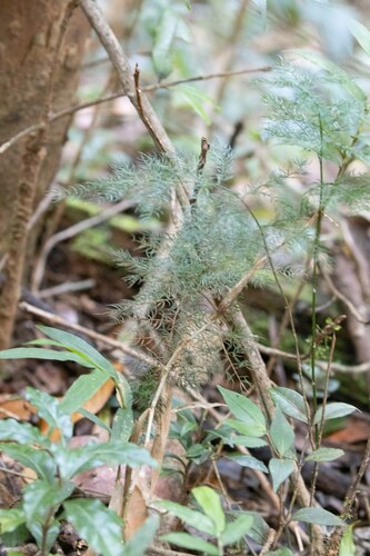 Asparagus simulans, photograph 2