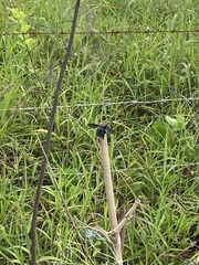 Xylocopa latipes