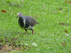 Leucosarcia melanoleuca