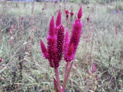 Celosia argentea