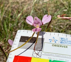 Diuris punctata