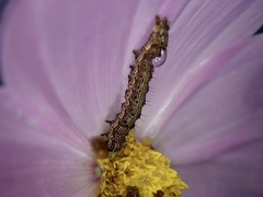 Helicoverpa armigera