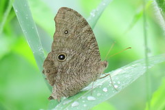 Melanitis leda leda