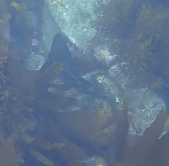 Aplodactylus arctidens