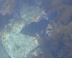 Aplodactylus arctidens