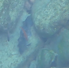 Pseudolabrus rubicundus