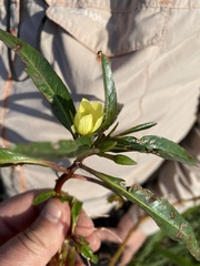 Ludwigia adscendens diffusa