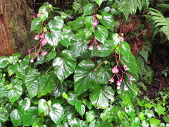 Begonia grandis
