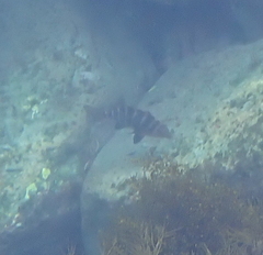 Chirodactylus spectabilis