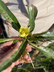 Ludwigia adscendens diffusa