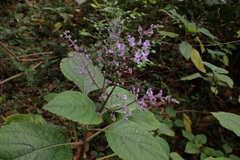 Plectranthus fruticosus