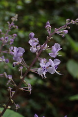 Plectranthus fruticosus