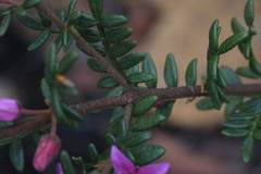 Boronia amabilis
