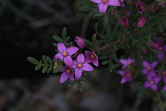 Boronia