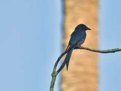 Dicrurus leucophaeus