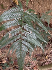 Dryopteris varia