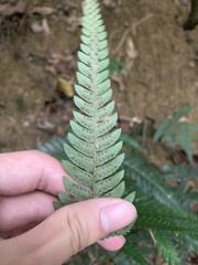 Dryopteris varia