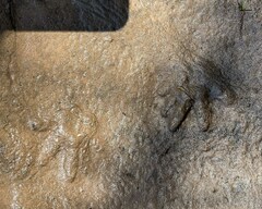 Hydromys chrysogaster
